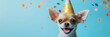 Happy chihuahua puppy dog wearing birthday hat with colorful confetti on blue background and plenty of copy space