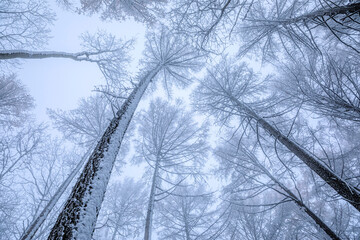 Wall Mural - larch forest in winter look up