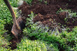 Digging the earth with a shovel. Natural soil restoration. Use of green manure in organic farming.