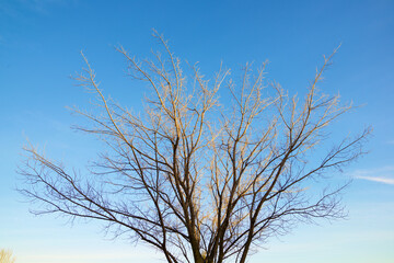 Canvas Print - Leafless tree in a public park