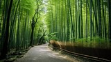 Fototapeta Dziecięca - Beautiful landscape of bamboo grove in the forest at arashiyama kyoto