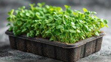  A Close Up Of A Plant In A Plastic Container On A Cement Surface With A Gray Background And A Small Amount Of Green