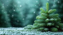  A Small Pine Tree Sitting In The Middle Of A Field Of Grass Covered In Snow With A Blurry Background.