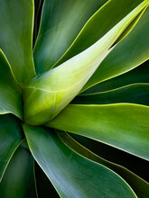 Green Foxtail Agave Plant