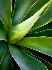 green foxtail agave plant