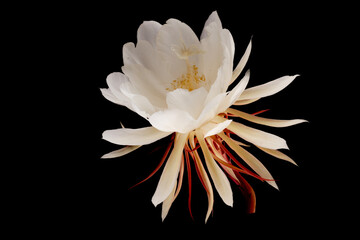 Wall Mural - Flower Epiphyllum anguliger isolated on black background. isolate.