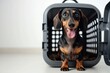 Cute dachshund pup playfully sticks tongue out sitting by open pet carrier Suitable for travel