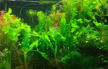 Poster - Planted freshwater aquarium with Java Fern