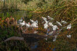 Flock of American white ibis bird (Eudocimus albus) in the Lake Lily Park, Florida, USA