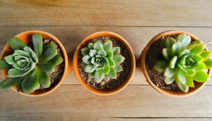 Canvas Print - top view succulent plants in pots background  horizontal beautiful wallpaper