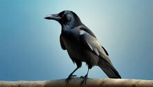 Crow Isolated On A Background 