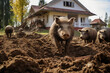 Wildschweine verwüsten in einer Stadt die Grünflächen, Wildschweine im Vorgarten