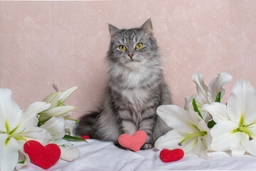 The cat is sitting with red knitted hearts on a pink background. A Valentine's Day card with a pet cat, flowers and hearts