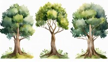 Watercolor Genealogical Family Tree Watercolor Children S Tree Botanical Season Isolated Illustration Olive Oak And Cypress Green Forest Ecology Branch And Leaves