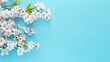 cherry blossom branch on blue background. spring blossom branch to decorate for Easter.