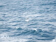 Springender Peale-Delfin im Meer bei den Falklandinseln.