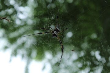 spider on the web