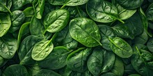Green Salad Fresh Healthy Food Leaves