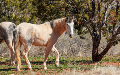 Sticker - wild horse in field of grass