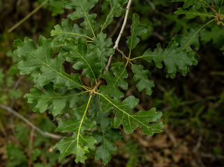 Poster - Branch Of Deep Green Gambel Oak Leaves