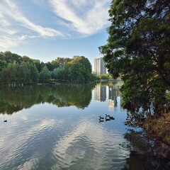 Wall Mural - Trees, clouds and buildings reflected on the surface of Lake Ginninderra. Belconnen, Canberra ACT Australian Capital Territory Australia, with ducks swimming on the lake