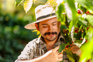 Wall Mural - Farmer collecting coffee beans in the Central American mountains.