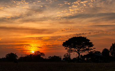 Poster - Amazing sunset and sunrise.Panorama silhouette tree on africa.Dark tree on open field dramatic sunrise.Safari theme.