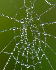 close up of a spider web with dew drops