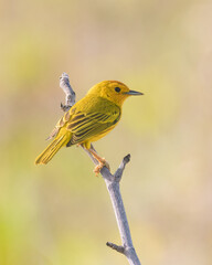 robin on a branch