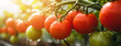 Banner of ripe tomatoes plant growing, close up image with sunbeam light as background with copy space for advertisement