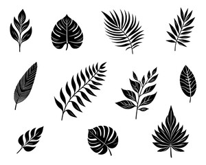 Wall Mural - exotic plants leaves set – collection of tropical leaves isolated on transparent background