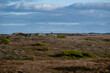 A wide area of arctic tundra with dwarf shrubs, moss, plants, grass, sedges, organic materials, and rocky coastline. The cold barren land is plain and treeless vegetation. The sky is cloudy blue.