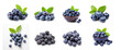 © Sim - Set of blueberries  on transparency background PNG