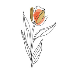 Wall Mural - Elegant line drawing of a tulip flower. Illustration for invites and cards
