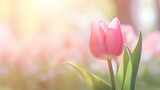 Fototapeta Tulipany - beautiful pink tulip on blurred spring sunny background