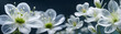 White delicate flower, spring background, panoramic view