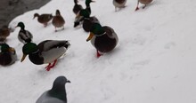 Wild Ducks During Wintering In Europe, Duck Lake In The Winter Season In The City Park