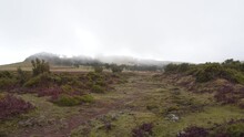 View Of The Laurisilva Forest In A Winter Day, Fanal Madeira  Rainy Forest Covered By Some Fog. Steady Camera.