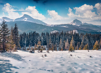 Wall Mural - Fir tree forest on the background of two highest Ukrainian peaks. Stunning winter scene of Carpathian mountains, Ukraine, Europe. Beauty of nature concept background.