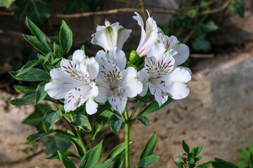 Wall Mural - Beautiful white flowers in the garden.