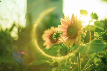 Sunflowers are yellow, the petals are large, the pistils are round and yellow. 
Close-up of sunflower field against sky,
Close-up of sunflowers on land
Sunflower blooming in Phitsanulok provinces,