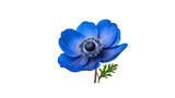 Blue anemone flower isolated on transparent background.