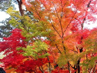 view of autumn in japan