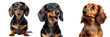 © Custom Media - Cute Dachshund Dog Posing Set Isolated on Transparent or White Background, PNG