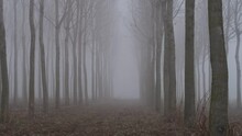 Po Valley foggy misty smoke landscape fields crops