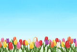 Fototapeta Tulipany - チューリップ畑　背景素材　水彩画　飾り枠　春イメージ　シンプル　お花見　入学　卒業　入園　卒園　入社