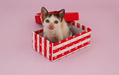 Small kitty sitting in red box on pink background. 