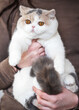 Edel und imposant Britisch Kurzhaar Katze und Kitten