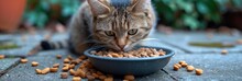 Hungry Tabby Cat Next Empty Feeding, Desktop Wallpaper Backgrounds, Background HD For Designer