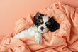 Adorable cavalier king charles spaniel puppy asleep wrapped in soft peach-colored fabric